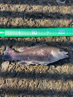 カンダイの釣果