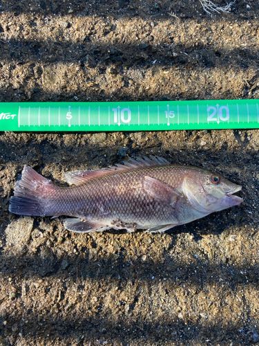 カンダイの釣果