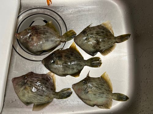 カワハギの釣果