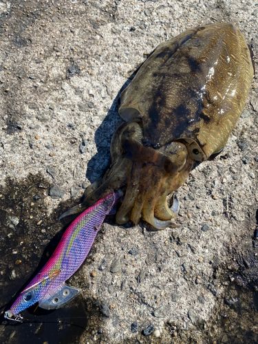 コウイカの釣果