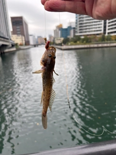 マハゼの釣果