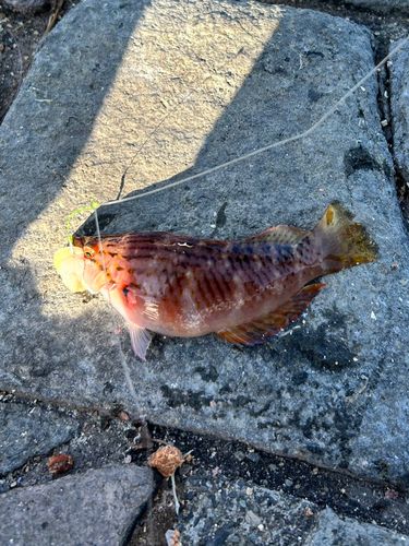 アカササノハベラの釣果