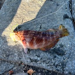 アカササノハベラ