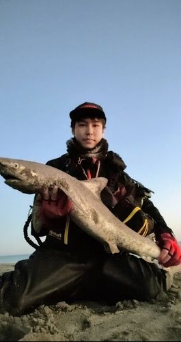 ドチザメの釣果