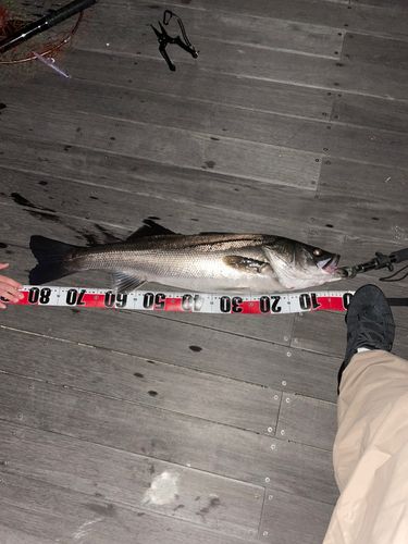 シーバスの釣果