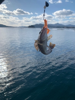 アイナメの釣果