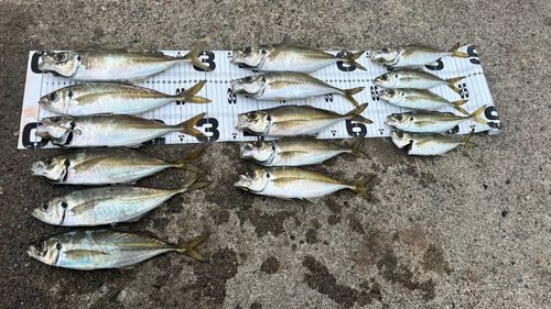アジの釣果