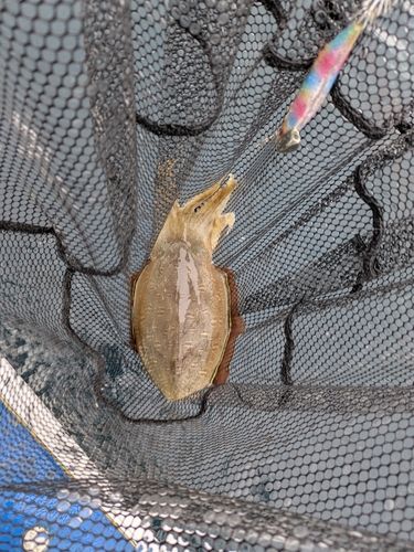 カミナリイカの釣果