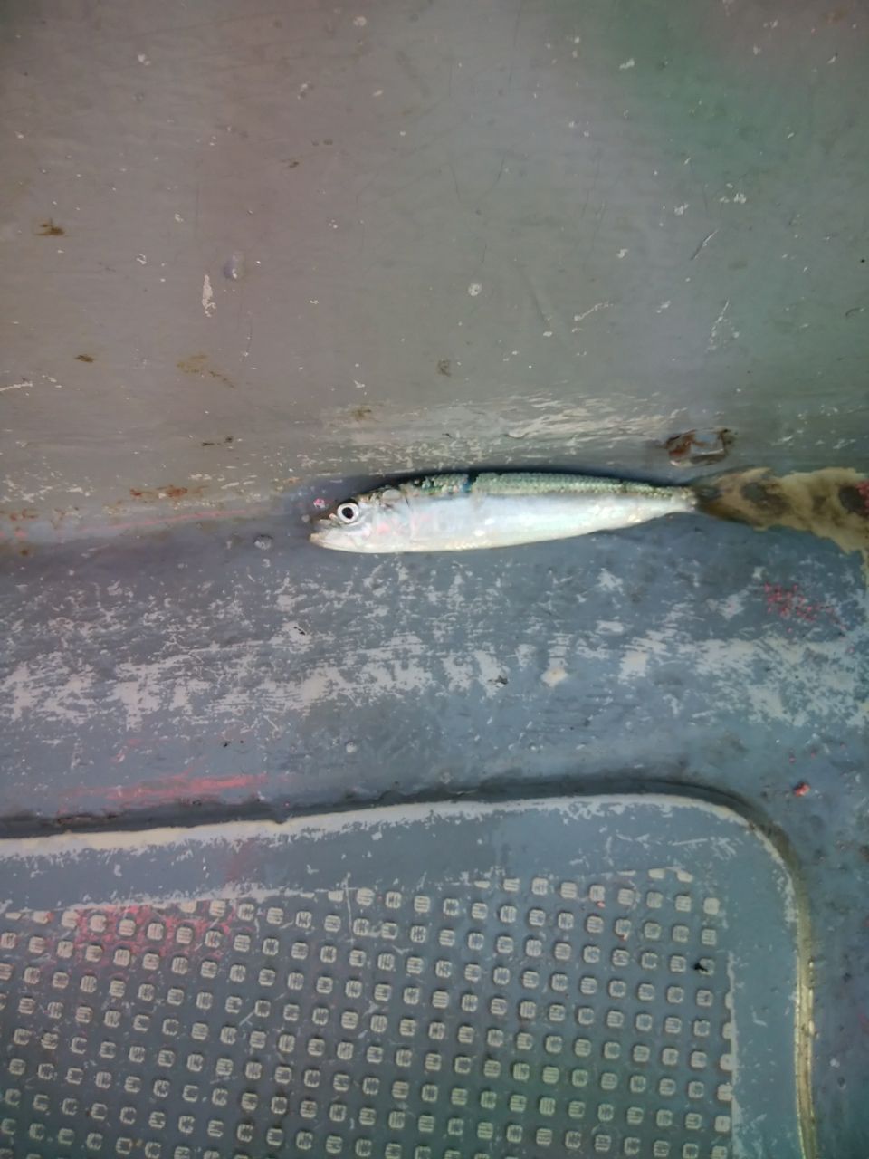 oceaninpact_yukawaさんの釣果 1枚目の画像