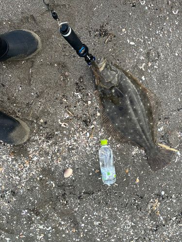 ヒラメの釣果