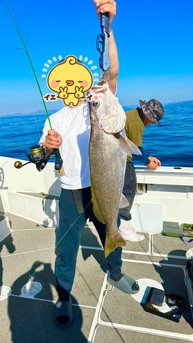 オオニベの釣果