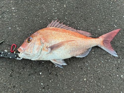 タイの釣果