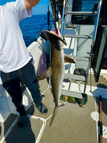 ハンマーヘッドシャークの釣果