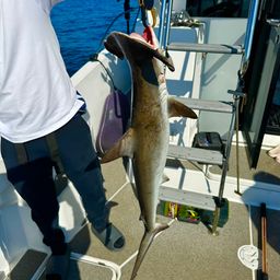 ハンマーヘッドシャーク