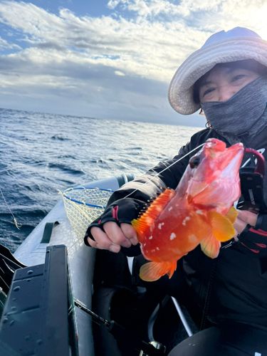 アカハタの釣果