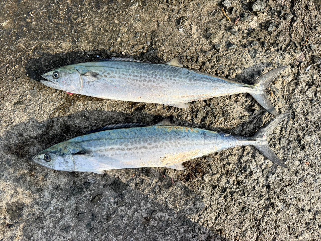 ZENAQ ミュートス ソニオ スピニングモデル 100M(RG)の最安値