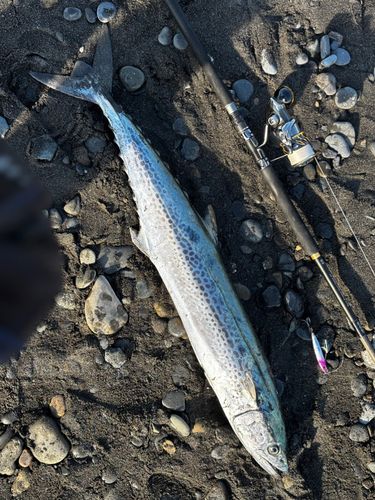 サワラの釣果