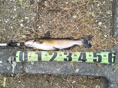 アメリカナマズの釣果