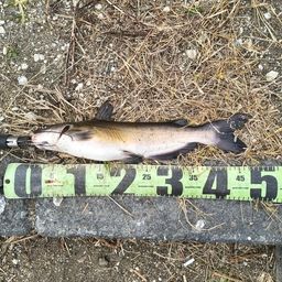 アメリカナマズ