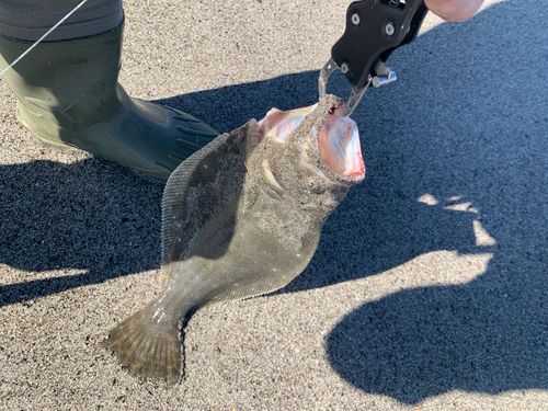 ヒラメの釣果