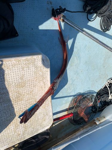 アカヤガラの釣果