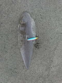 シタビラメの釣果