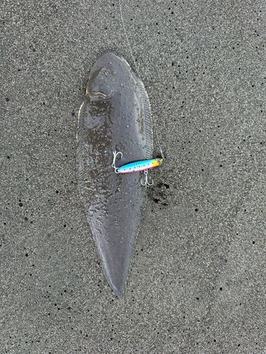 シタビラメの釣果