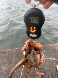 タコの釣果