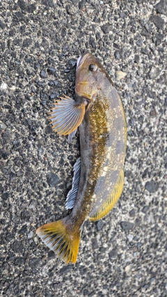 アイナメの釣果