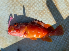 アカハタの釣果