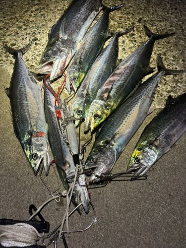 サゴシの釣果