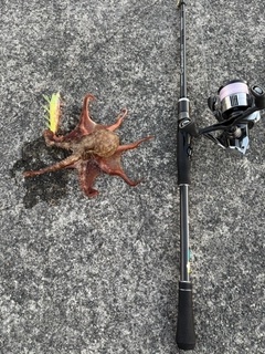 タコの釣果