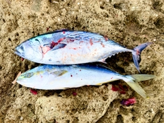 スマガツオの釣果