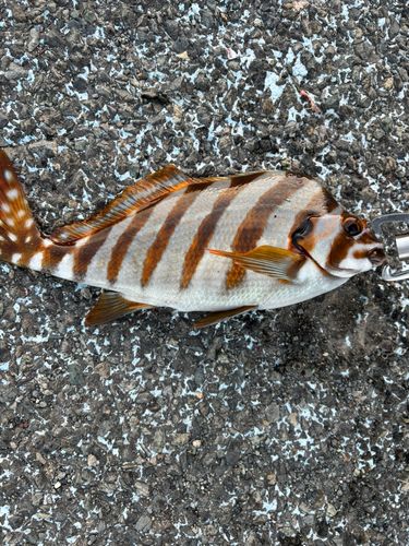 タカノハダイの釣果