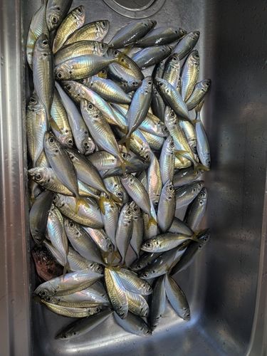 アジの釣果