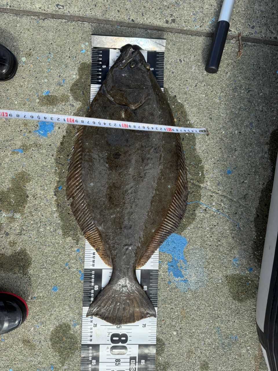 おおつちっ子さんの2025年11月23日(日)の釣行(岩手県 - 大槌湾