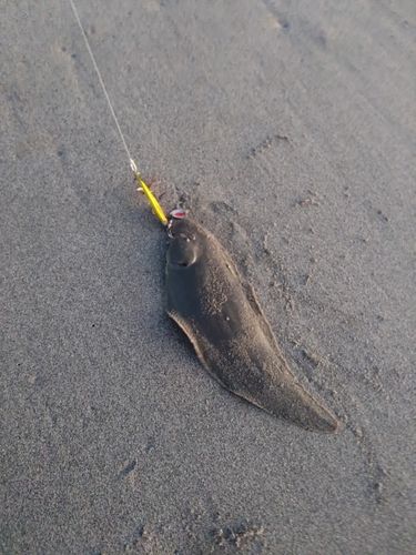 ウシノシタの釣果