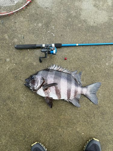 イシダイの釣果