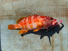 アカハタの釣果