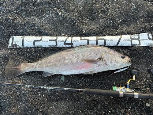オオニベの釣果