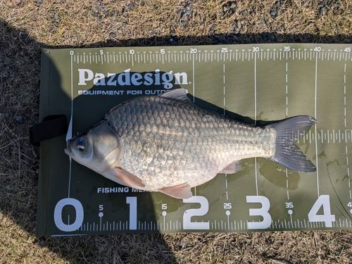 ヘラブナの釣果