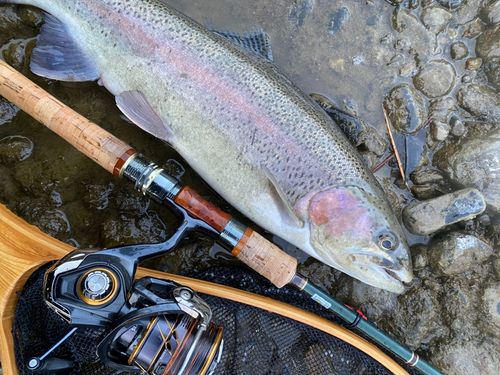 ニジマスの釣果