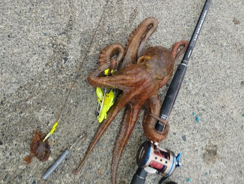 タコの釣果