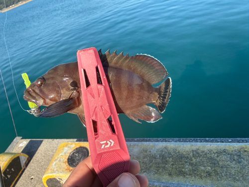 ヤミハタの釣果