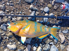 ヒブダイの釣果