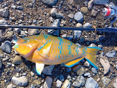 ヒブダイの釣果