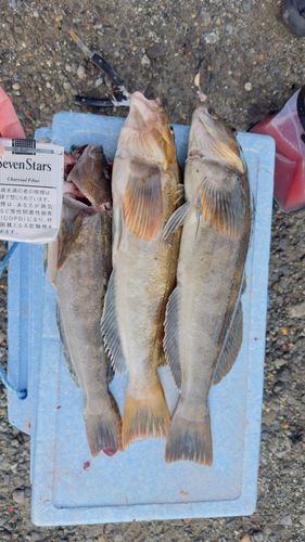 アイナメの釣果