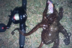 タコの釣果