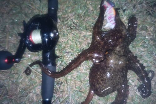 タコの釣果