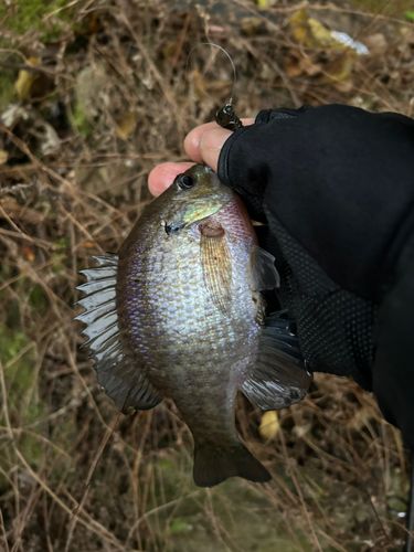 ブルーギルの釣果